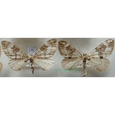 Thera britannica (Turner, 1925) pair Paśnik jodłowiec Czech18j